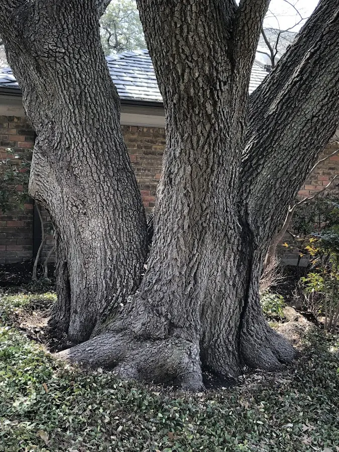 Mature heritage tree close to a Muldraugh property cared for by certified arborists